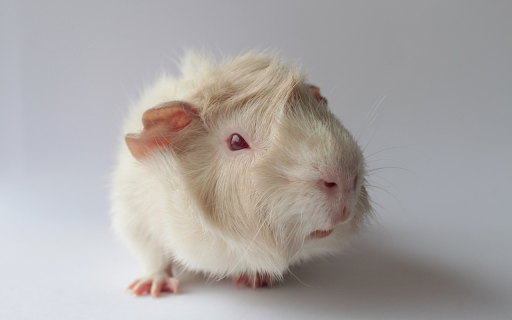 White Mouse from Chrome web store to be run with OffiDocs Chromium online White Mouse from Chrome web store to be run with OffiDocs Chromium online