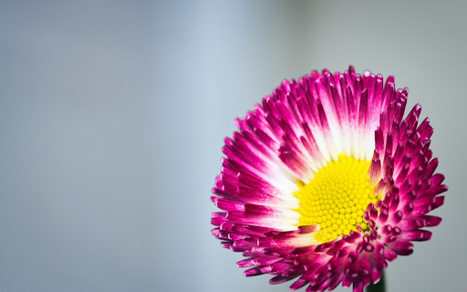 White Purple Flower from Chrome web store to be run with OffiDocs Chromium online White Purple Flower from Chrome web store to be run with OffiDocs Chromium online