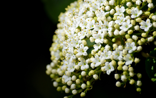 White Rice Flower Branch from Chrome web store to be run with OffiDocs Chromium online White Rice Flower Branch from Chrome web store to be run with OffiDocs Chromium online