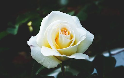 White Rose Elegance from Chrome web store to be run with OffiDocs Chromium online White Rose Elegance from Chrome web store to be run with OffiDocs Chromium online