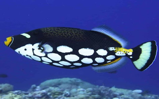 white spotted croaker wallpaper from Chrome web store to be run with OffiDocs Chromium online white spotted croaker wallpaper from Chrome web store to be run with OffiDocs Chromium online