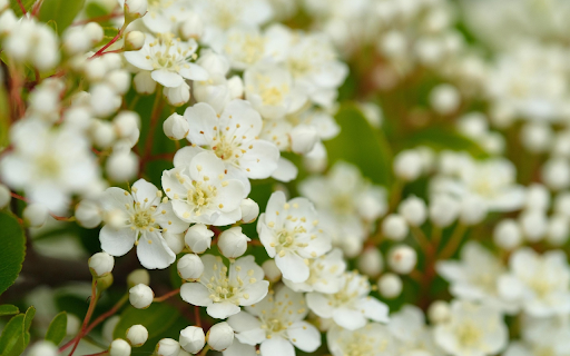 White Spring Blossoms from Chrome web store to be run with OffiDocs Chromium online White Spring Blossoms from Chrome web store to be run with OffiDocs Chromium online