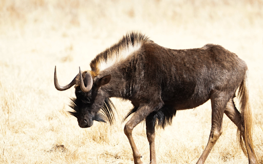 Wildebeest from Chrome web store to be run with OffiDocs Chromium online Wildebeest from Chrome web store to be run with OffiDocs Chromium online