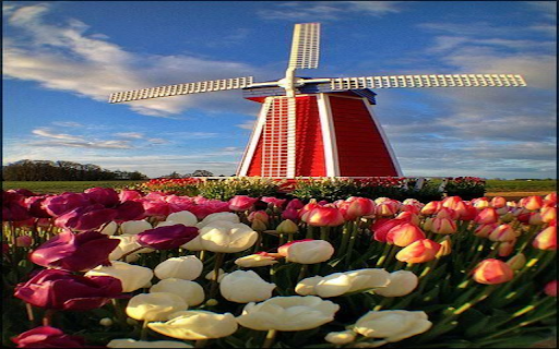 Windmill and tulip wallpaper from Chrome web store to be run with OffiDocs Chromium online Windmill and tulip wallpaper from Chrome web store to be run with OffiDocs Chromium online