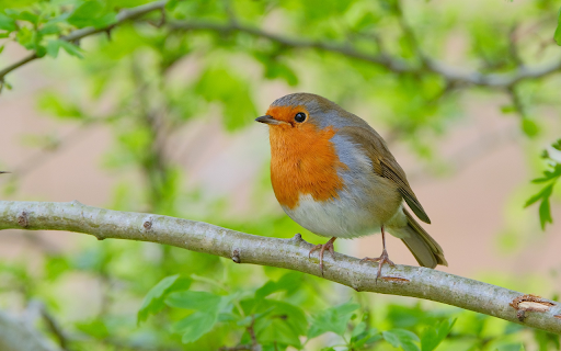 Wise bird on a branch from Chrome web store to be run with OffiDocs Chromium online Wise bird on a branch from Chrome web store to be run with OffiDocs Chromium online