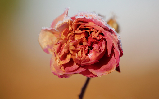 Withered flower from Chrome web store to be run with OffiDocs Chromium online Withered flower from Chrome web store to be run with OffiDocs Chromium online