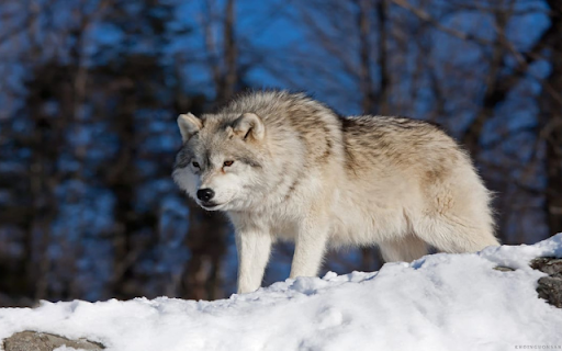 Wolf: The Legendary Hunter of the Wild from Chrome web store to be run with OffiDocs Chromium online Wolf: The Legendary Hunter of the Wild from Chrome web store to be run with OffiDocs Chromium online