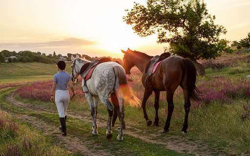 Woman leading two horses in sunset landscape from Chrome web store to be run with OffiDocs Chromium online Woman leading two horses in sunset landscape from Chrome web store to be run with OffiDocs Chromium online