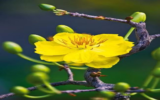 yellow apricot flower wallpaper from Chrome web store to be run with OffiDocs Chromium online yellow apricot flower wallpaper from Chrome web store to be run with OffiDocs Chromium online