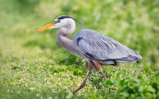 Yellow billed gray heron from Chrome web store to be run with OffiDocs Chromium online Yellow billed gray heron from Chrome web store to be run with OffiDocs Chromium online