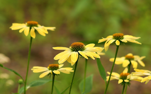 yellow daisy from Chrome web store to be run with OffiDocs Chromium online yellow daisy from Chrome web store to be run with OffiDocs Chromium online