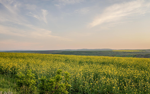 Yellow Flower Field from Chrome web store to be run with OffiDocs Chromium online Yellow Flower Field from Chrome web store to be run with OffiDocs Chromium online