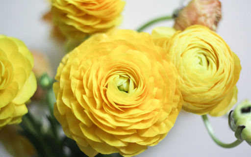 Yellow flowers from Chrome web store to be run with OffiDocs Chromium online Yellow flowers from Chrome web store to be run with OffiDocs Chromium online