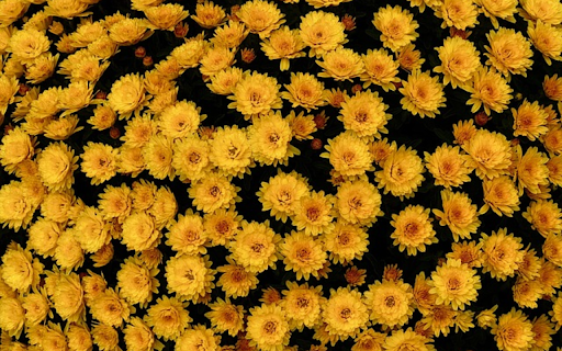 YELLOW FLOWERS Theme from Chrome web store to be run with OffiDocs Chromium online YELLOW FLOWERS Theme from Chrome web store to be run with OffiDocs Chromium online
