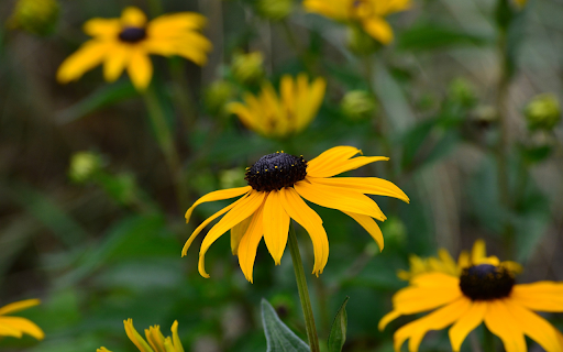 Yellow flowers with black stamens from Chrome web store to be run with OffiDocs Chromium online Yellow flowers with black stamens from Chrome web store to be run with OffiDocs Chromium online
