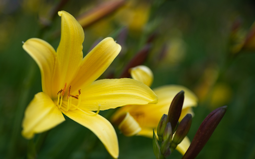 Yellow Lily Branch from Chrome web store to be run with OffiDocs Chromium online Yellow Lily Branch from Chrome web store to be run with OffiDocs Chromium online