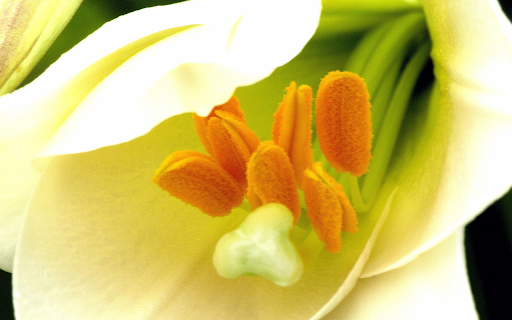 Yellow pollen from Chrome web store to be run with OffiDocs Chromium online Yellow pollen from Chrome web store to be run with OffiDocs Chromium online
