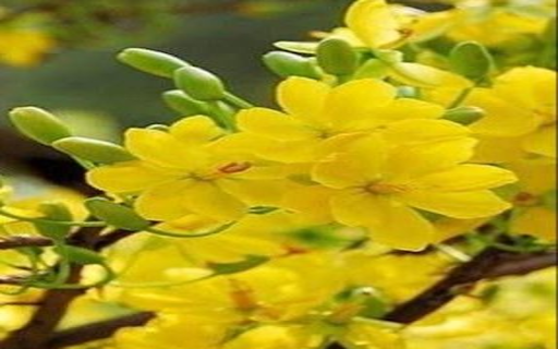 Yellow Primrose Wallpaper from Chrome web store to be run with OffiDocs Chromium online Yellow Primrose Wallpaper from Chrome web store to be run with OffiDocs Chromium online