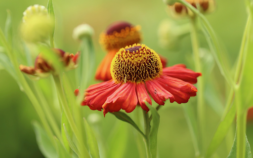 Yellow red flowers from Chrome web store to be run with OffiDocs Chromium online Yellow red flowers from Chrome web store to be run with OffiDocs Chromium online