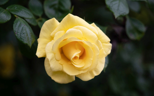 Yellow Rose Branch from Chrome web store to be run with OffiDocs Chromium online Yellow Rose Branch from Chrome web store to be run with OffiDocs Chromium online