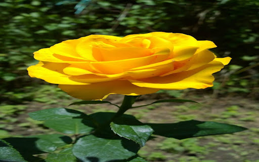 yellow rose wallpaper from Chrome web store to be run with OffiDocs Chromium online yellow rose wallpaper from Chrome web store to be run with OffiDocs Chromium online