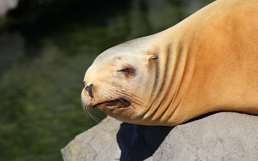 Yellow Sea Lion from Chrome web store to be run with OffiDocs Chromium online Yellow Sea Lion from Chrome web store to be run with OffiDocs Chromium online