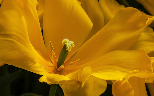 Yellow tulips from Chrome web store to be run with OffiDocs Chromium online Yellow tulips from Chrome web store to be run with OffiDocs Chromium online
