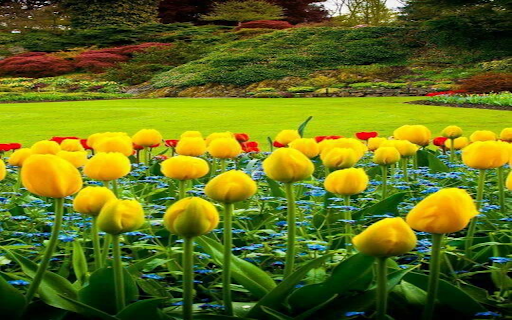 Yellow tulips wallpaper from Chrome web store to be run with OffiDocs Chromium online Yellow tulips wallpaper from Chrome web store to be run with OffiDocs Chromium online