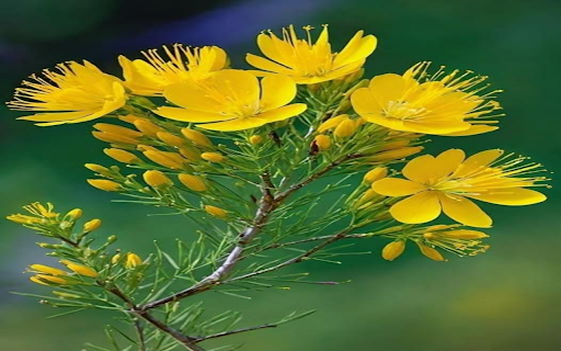 Yellow Wildflower Wallpaper from Chrome web store to be run with OffiDocs Chromium online Yellow Wildflower Wallpaper from Chrome web store to be run with OffiDocs Chromium online