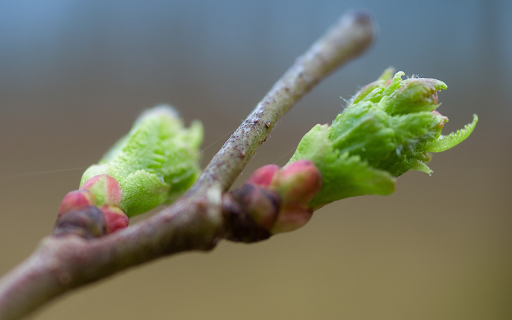 Young buds from Chrome web store to be run with OffiDocs Chromium online Young buds from Chrome web store to be run with OffiDocs Chromium online