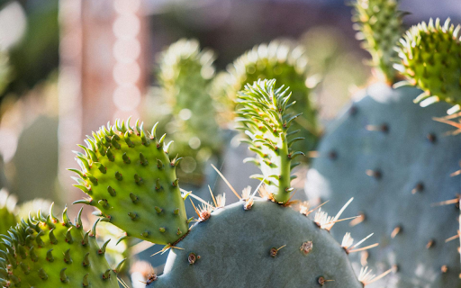 Young cacti from Chrome web store to be run with OffiDocs Chromium online Young cacti from Chrome web store to be run with OffiDocs Chromium online