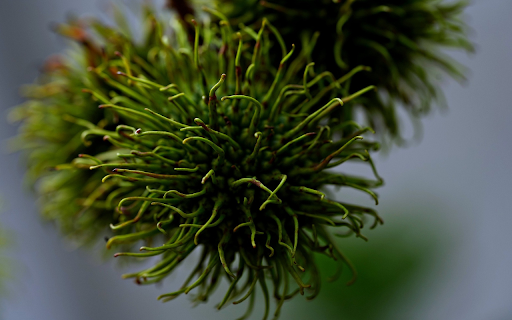 Young green rambutan fruit from Chrome web store to be run with OffiDocs Chromium online Young green rambutan fruit from Chrome web store to be run with OffiDocs Chromium online