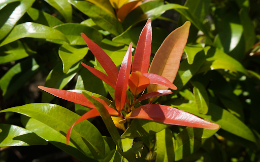 Young red leaves from Chrome web store to be run with OffiDocs Chromium online Young red leaves from Chrome web store to be run with OffiDocs Chromium online