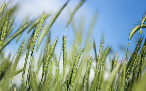 Young Rice Flower from Chrome web store to be run with OffiDocs Chromium online Young Rice Flower from Chrome web store to be run with OffiDocs Chromium online