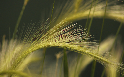 young rice flowers from Chrome web store to be run with OffiDocs Chromium online young rice flowers from Chrome web store to be run with OffiDocs Chromium online