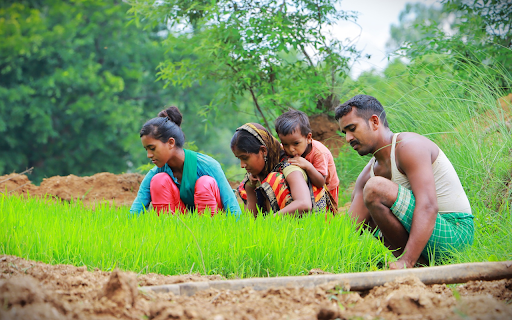 Young rice seedlings and small family from Chrome web store to be run with OffiDocs Chromium online Young rice seedlings and small family from Chrome web store to be run with OffiDocs Chromium online