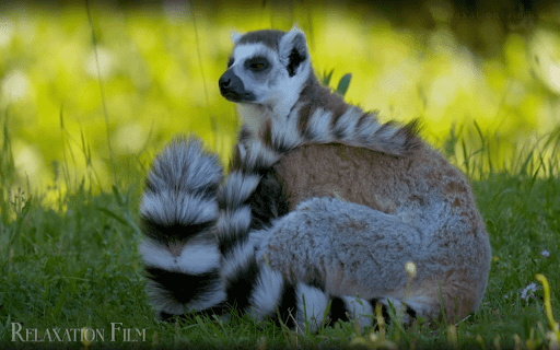 YouTube HUD Toggle from Chrome web store to be run with OffiDocs Chromium online YouTube HUD Toggle from Chrome web store to be run with OffiDocs Chromium online