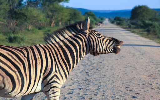 Zebra on the Road from Chrome web store to be run with OffiDocs Chromium online Zebra on the Road from Chrome web store to be run with OffiDocs Chromium online