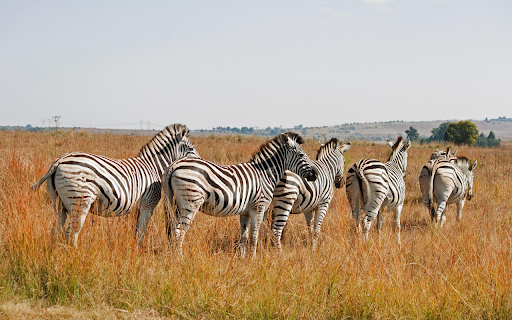 Zebras in the Savannah from Chrome web store to be run with OffiDocs Chromium online Zebras in the Savannah from Chrome web store to be run with OffiDocs Chromium online