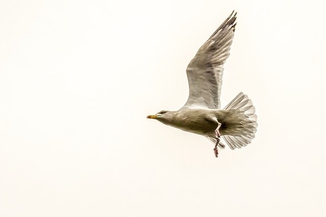 Free download Seagull Bird Animal free photo template to be edited with GIMP online image editor