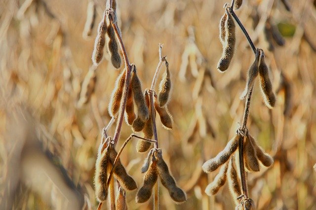 Soya Bean Harvest Soy Beans - GIMP online editor free Free download Soya Bean Harvest Soy Beans - free photo or picture to be edited with GIMP online image editor