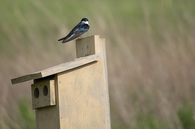 Free download Swallow Bird Animal free photo template to be edited with GIMP online image editor