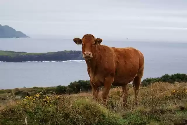 Cow Beef Cattle GIMP online editor free Free download Cow Beef Cattle free photo template to be edited with GIMP online image editor