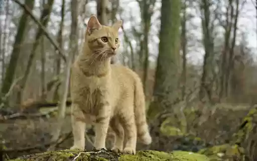 Adorable wild cat from Chrome web store to be run with OffiDocs Chromium online Adorable wild cat from Chrome web store to be run with OffiDocs Chromium online