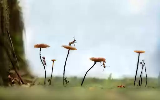 Ants have a good harvest from Chrome web store to be run with OffiDocs Chromium online Ants have a good harvest from Chrome web store to be run with OffiDocs Chromium online