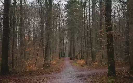 A path through the woods with trees and leaves from Chrome web store to be run with OffiDocs Chromium online A path through the woods with trees and leaves from Chrome web store to be run with OffiDocs Chromium online