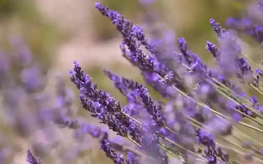 A Perfumed Field of Lavandula angustifolia from Chrome web store to be run with OffiDocs Chromium online A Perfumed Field of Lavandula angustifolia from Chrome web store to be run with OffiDocs Chromium online