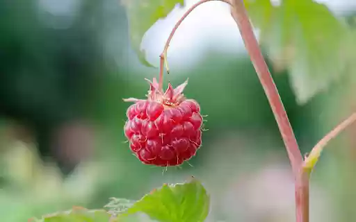 A red raspberry from Chrome web store to be run with OffiDocs Chromium online A red raspberry from Chrome web store to be run with OffiDocs Chromium online