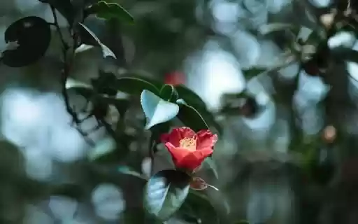 A Scarlet Camellia Amidst Foliage from Chrome web store to be run with OffiDocs Chromium online A Scarlet Camellia Amidst Foliage from Chrome web store to be run with OffiDocs Chromium online