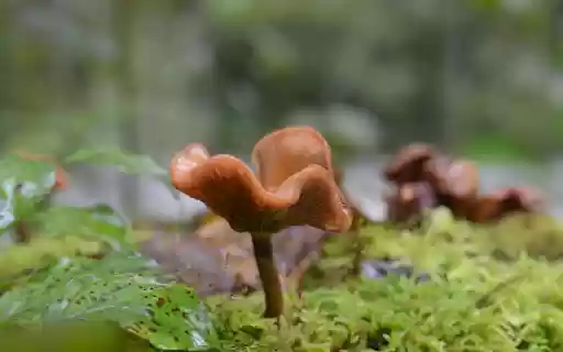 Attractive mushrooms on moss from Chrome web store to be run with OffiDocs Chromium online Attractive mushrooms on moss from Chrome web store to be run with OffiDocs Chromium online